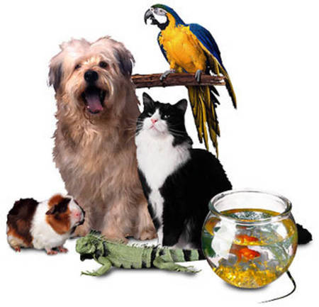 The Household Helpers