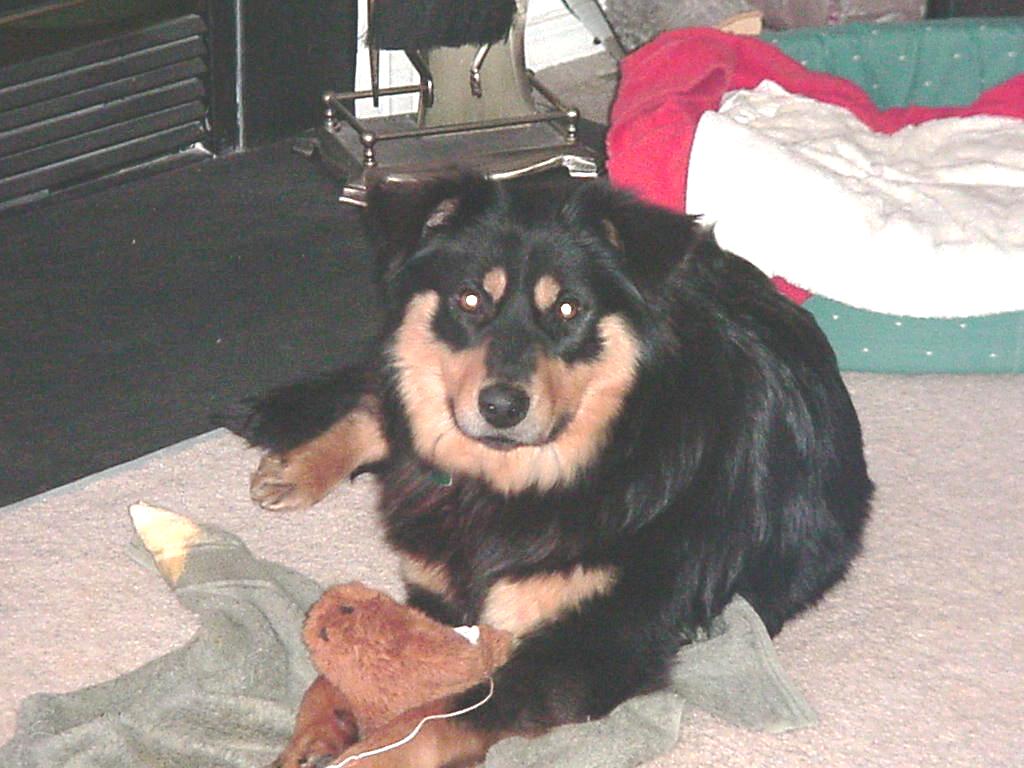 More For Your Pet, LLC's Photo