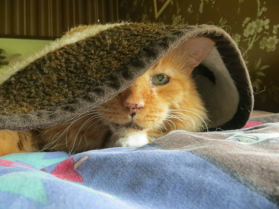 Finicky's Photo