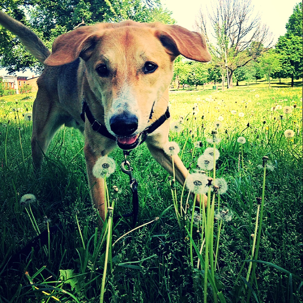 Prancing Pooches's Photo