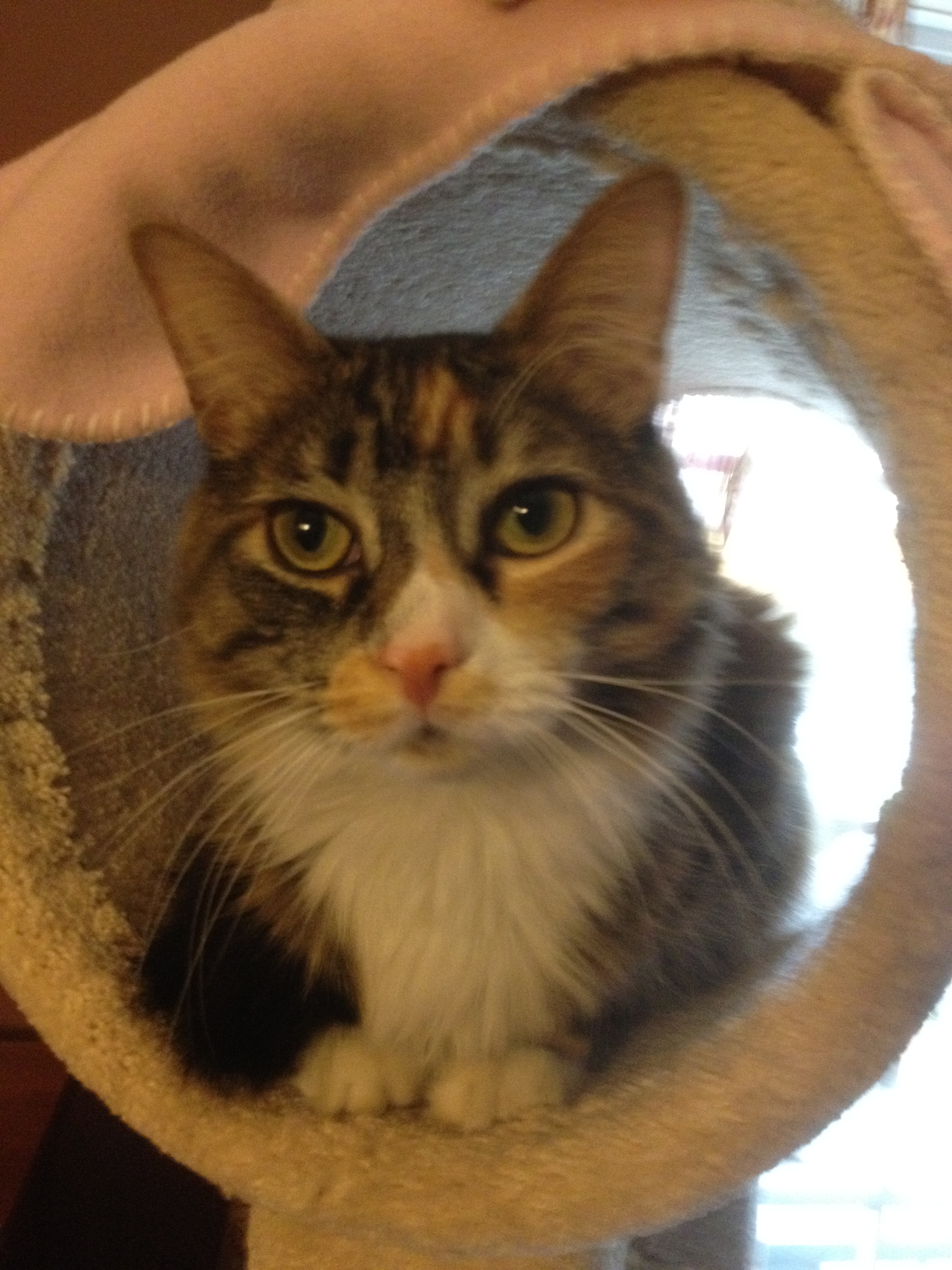 Wagging Tails Home Pet Care's Photo