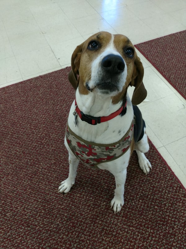 Canine Cottage's Photo