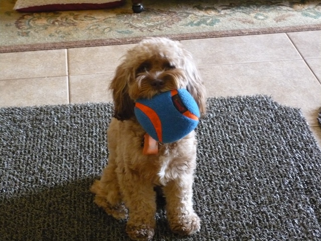 More For Your Pet, LLC's Photo