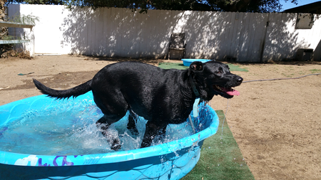 Carissa's Canine Care's Photo