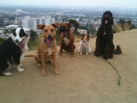 DogClubLA