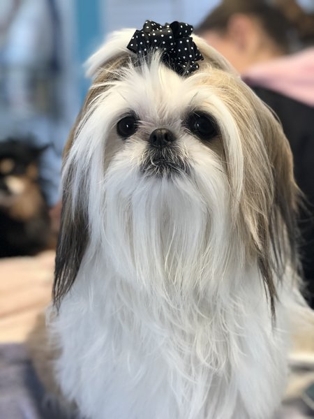 Broadway Kennels's Photo