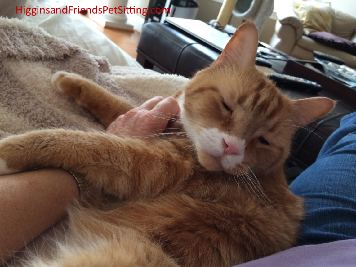 Higgins and Friends Pet Sitting, LLC's Photo