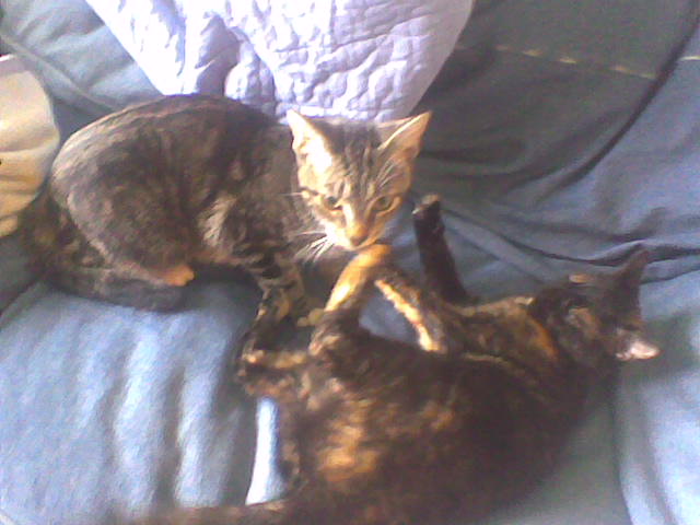 Erin's Purrfect Pet Sitting's Photo