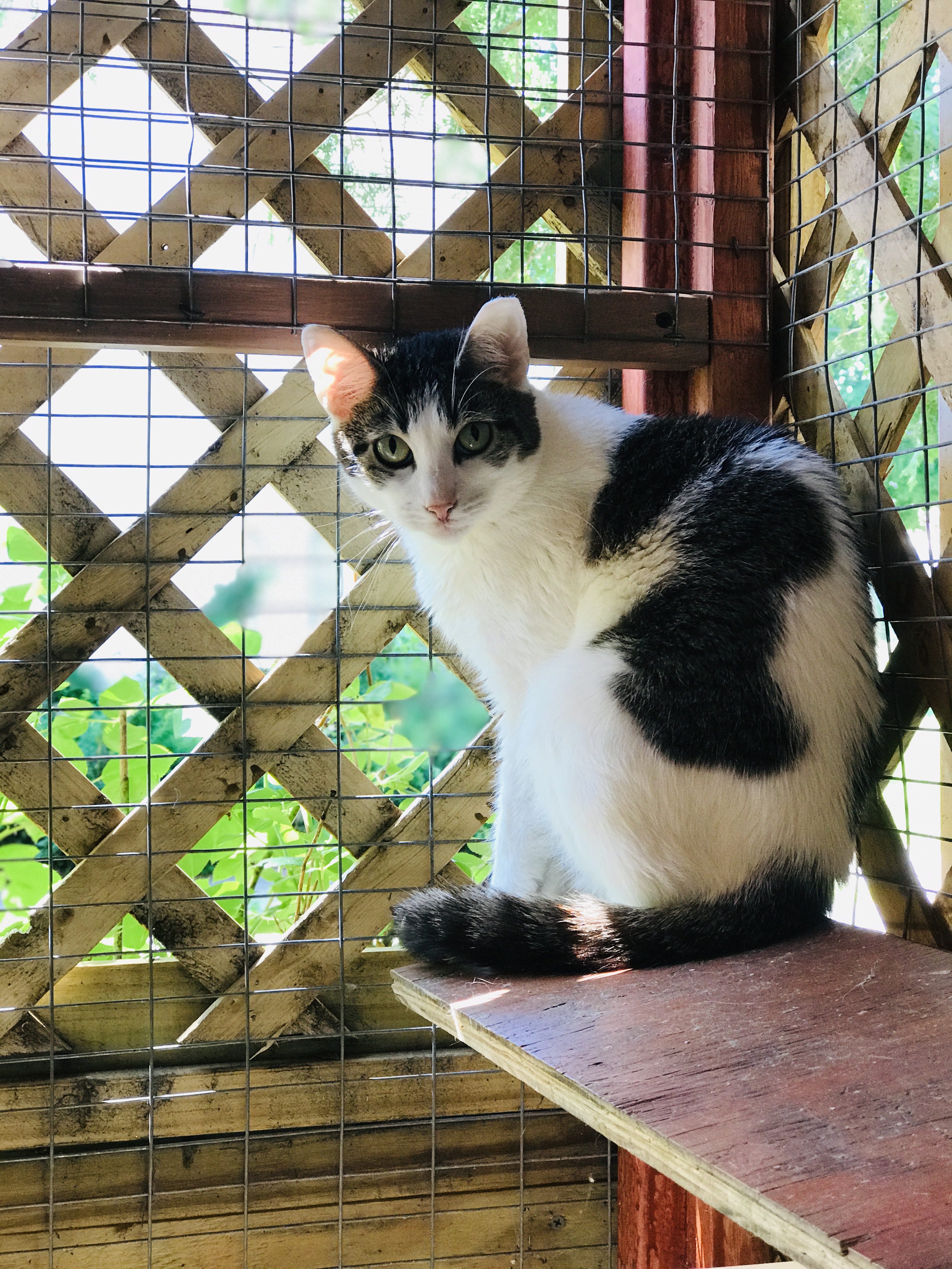 Stay Kitty Stay's Photo