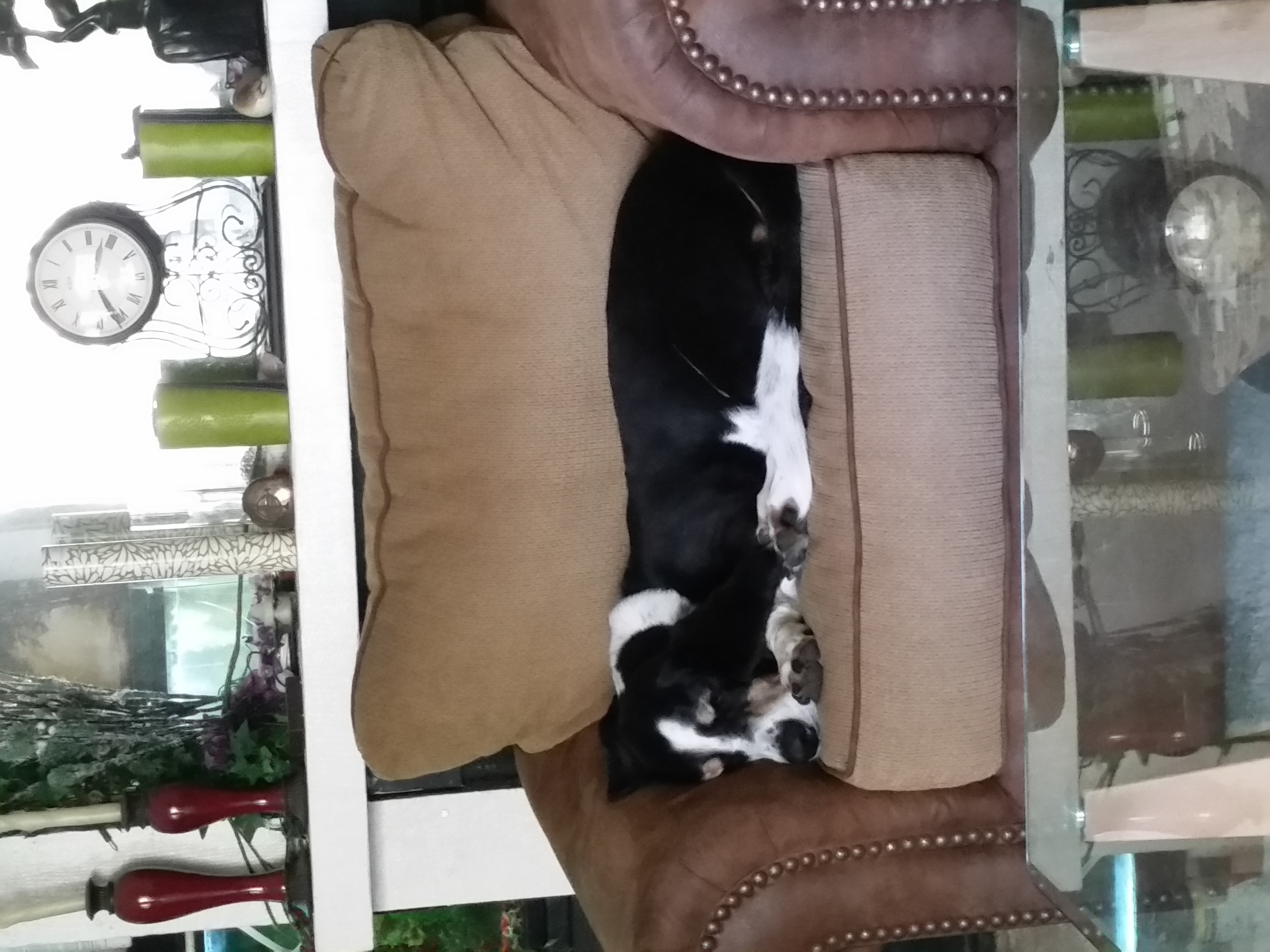 Pawsitive Pets's Photo