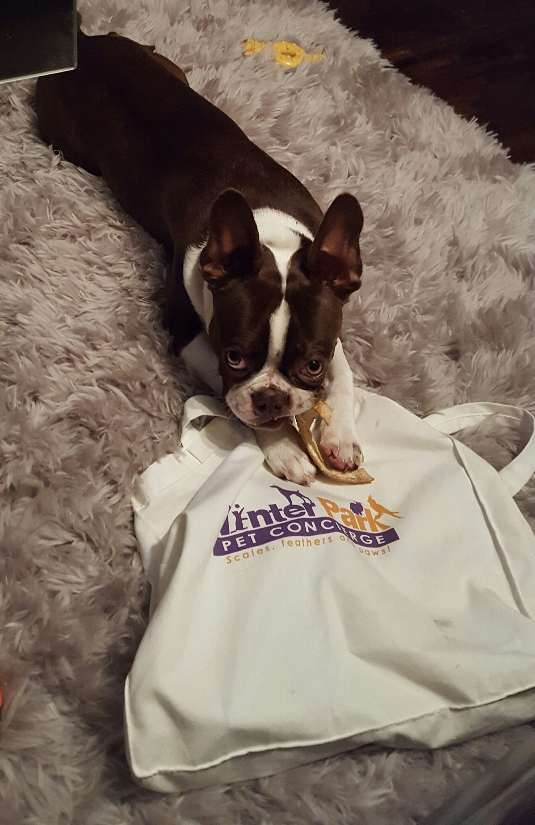 Winter Park Pet Concierge's Photo