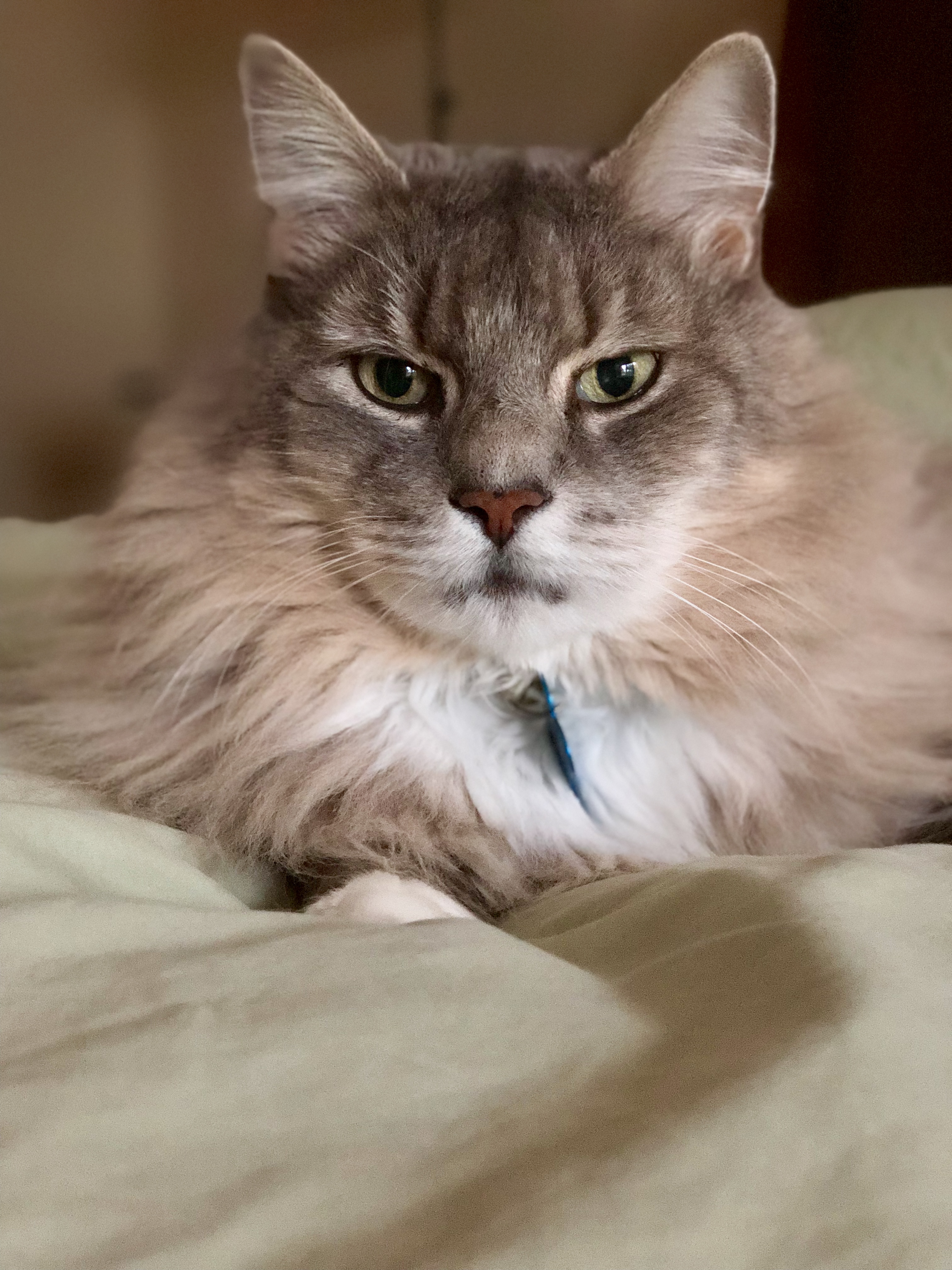 Furrever Friends Cat Nanny's Photo
