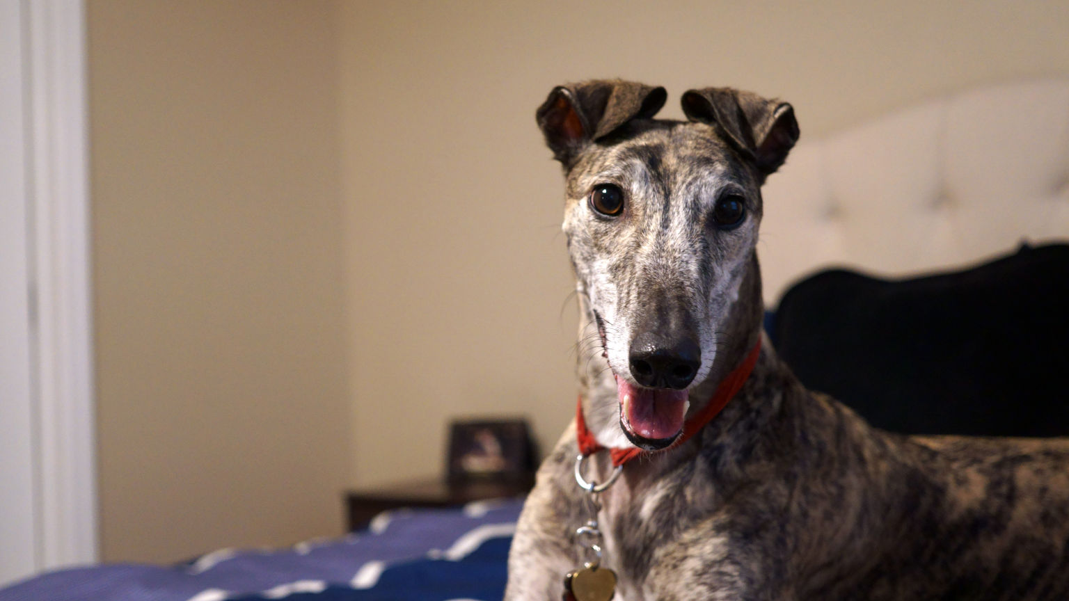 Smyrna Paw Pals's Photo