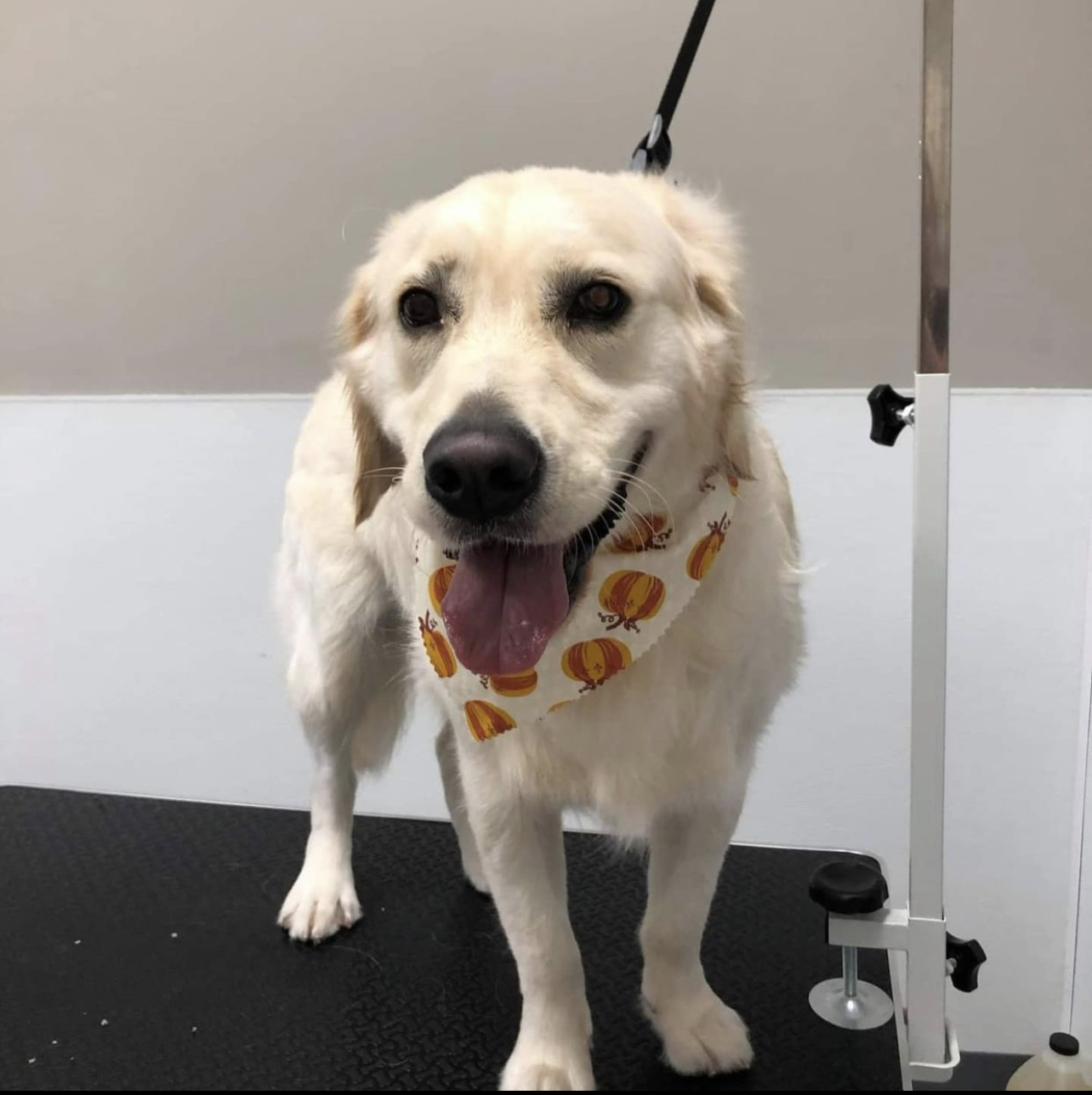 Everything Dog's Photo