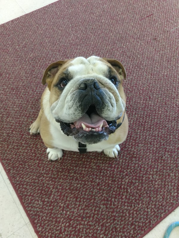 Canine Cottage's Photo