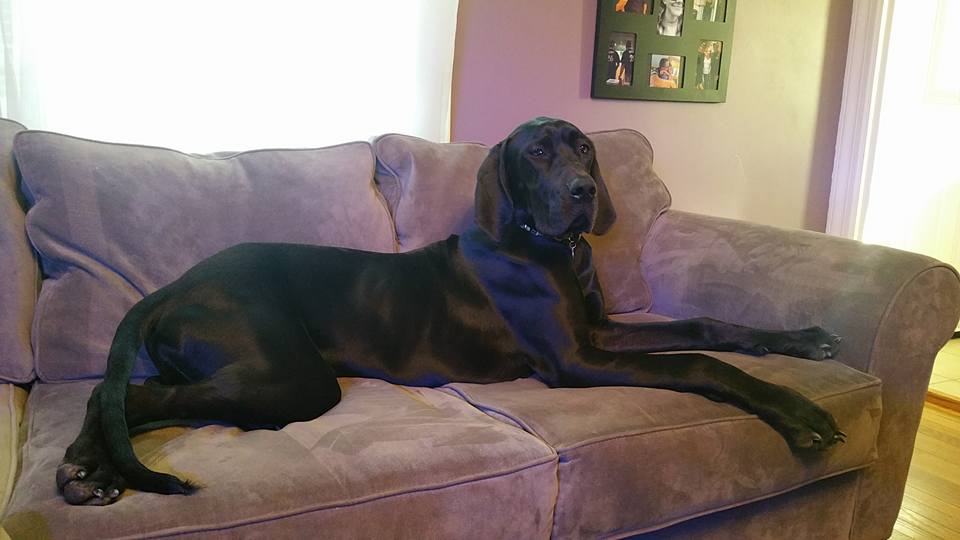 Coddled k-9 Inn & Daycare's Photo