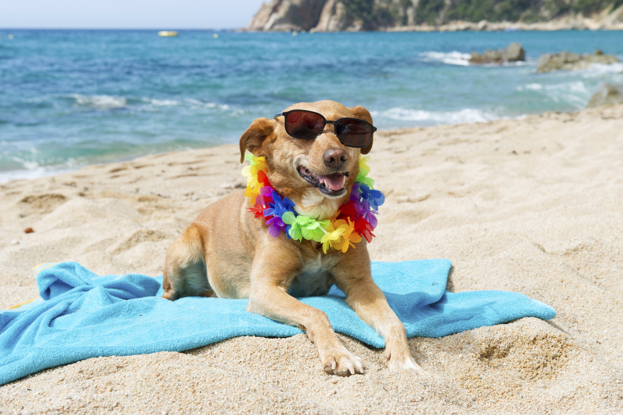 Happy Tails Pet Services's Photo