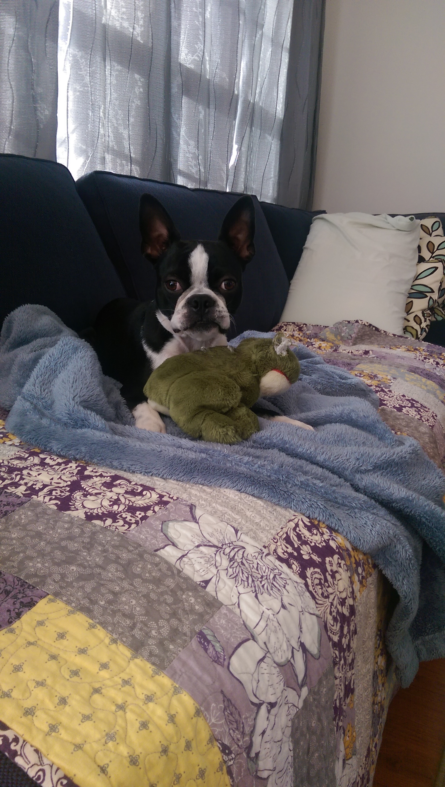 Auntie M's Professional Pet Care, LLC's Photo