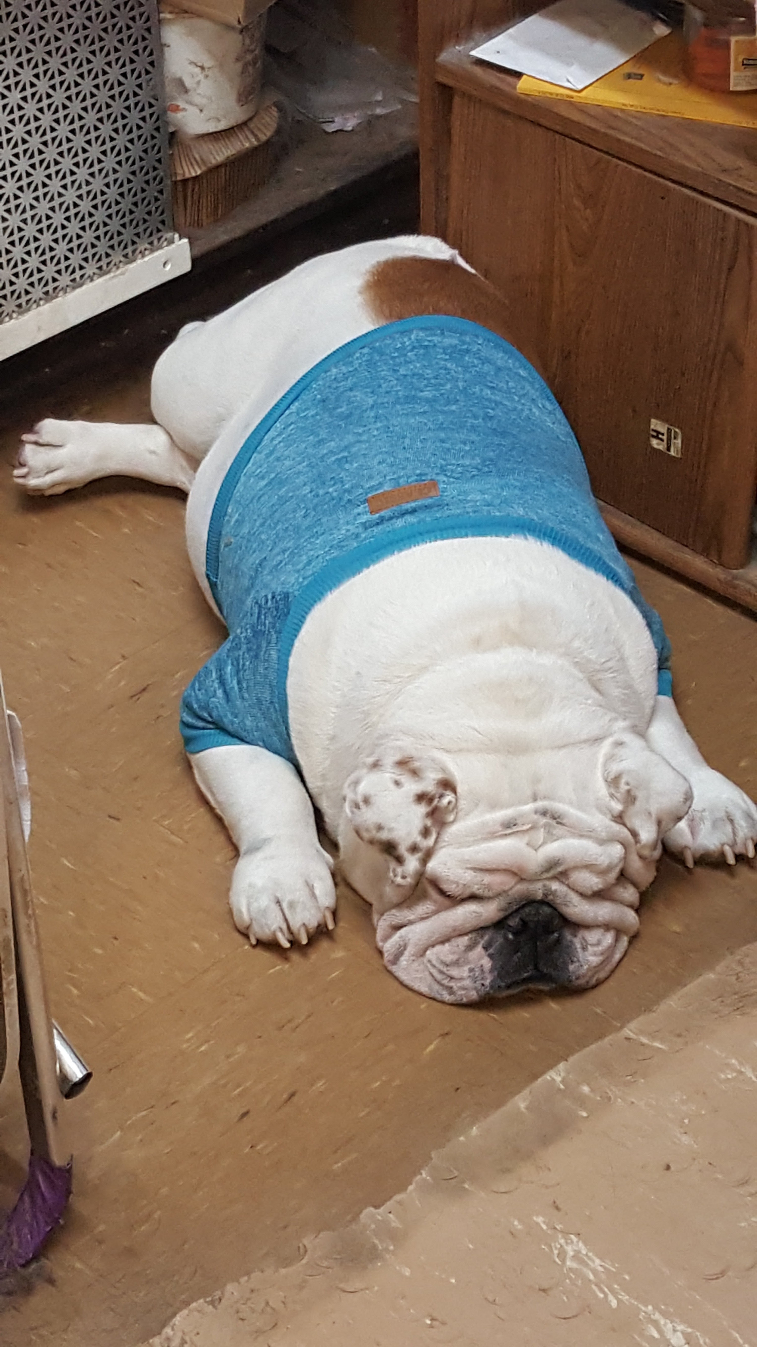 Dog House of Cape Coral Inc's Photo