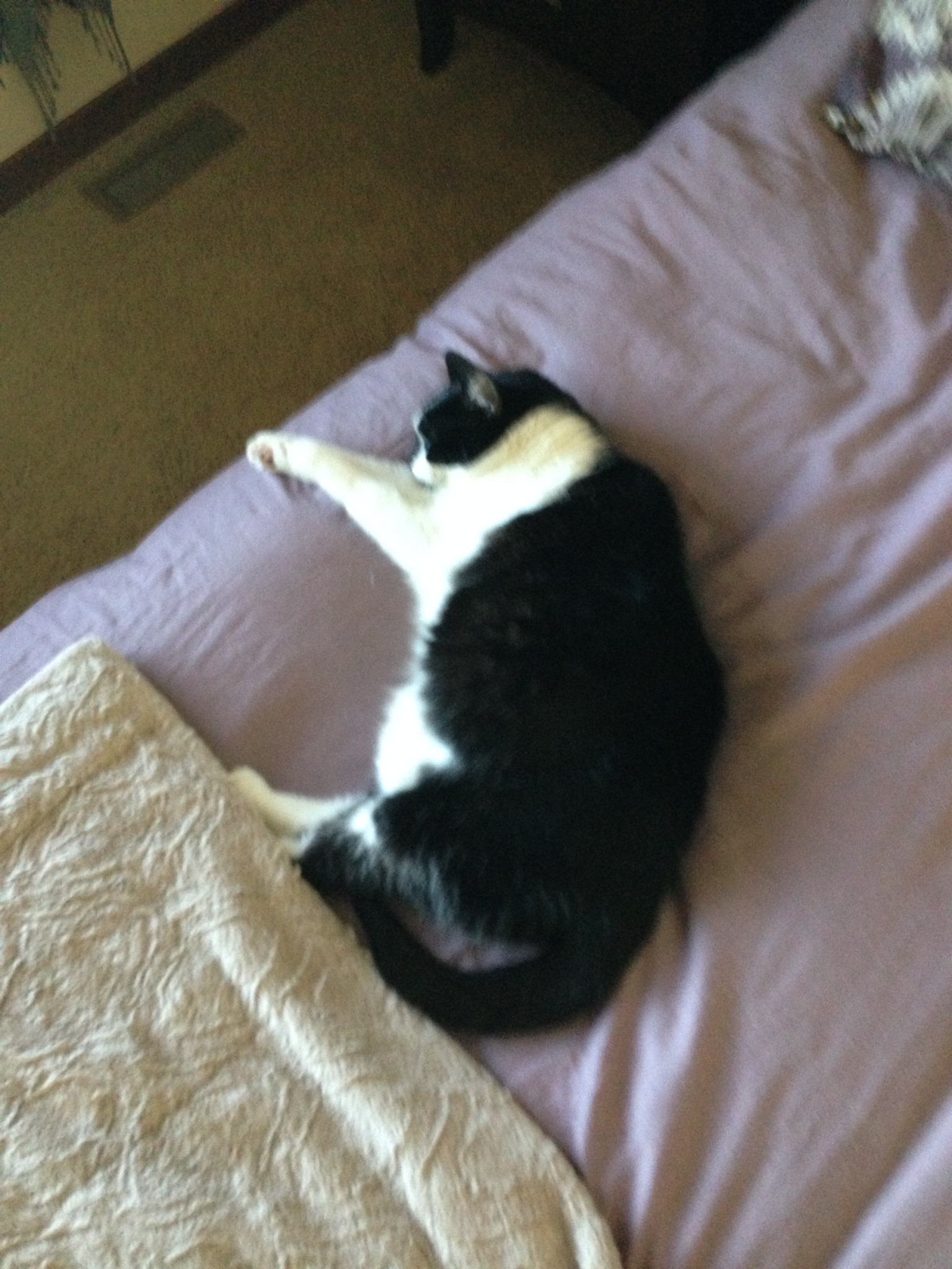Milo's Pet Sitting's Photo