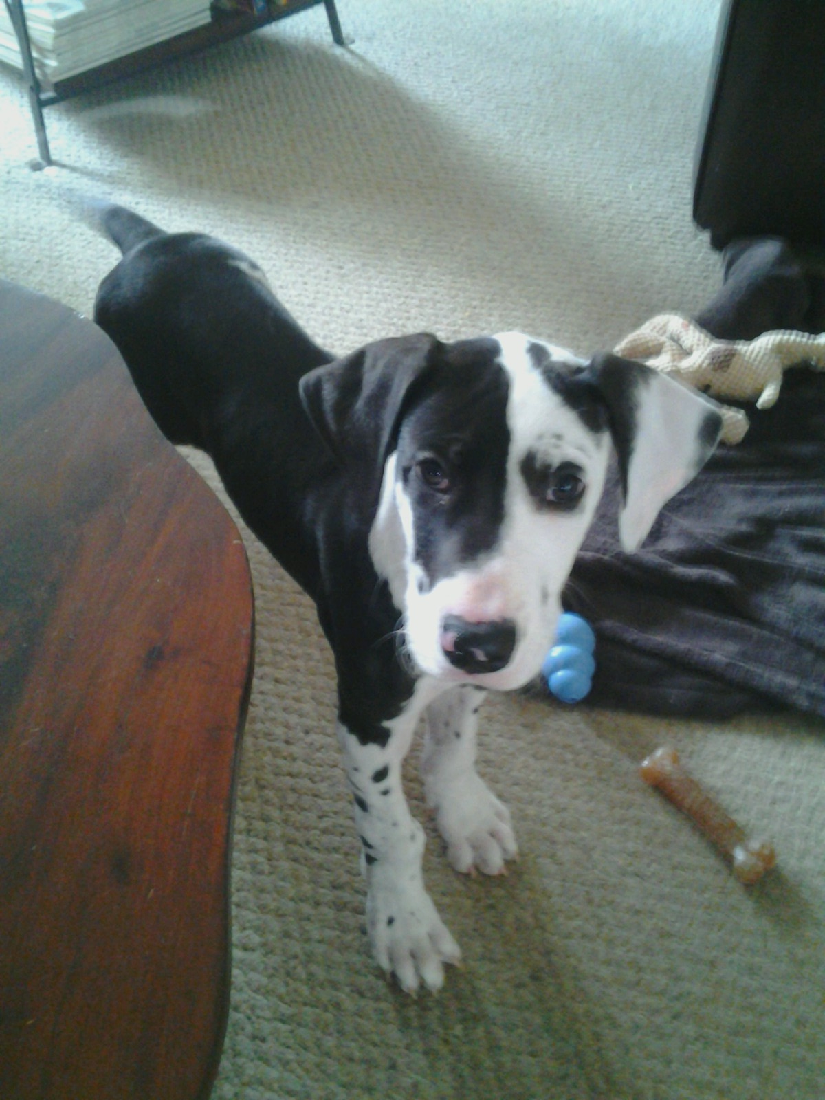 Critter Sitters's Photo