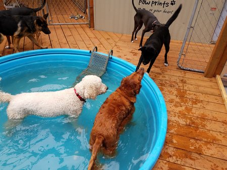 All About Dogs's Photo