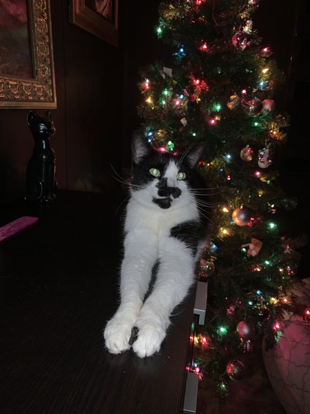 Ambers Paws N' Claws Pet Care's Photo