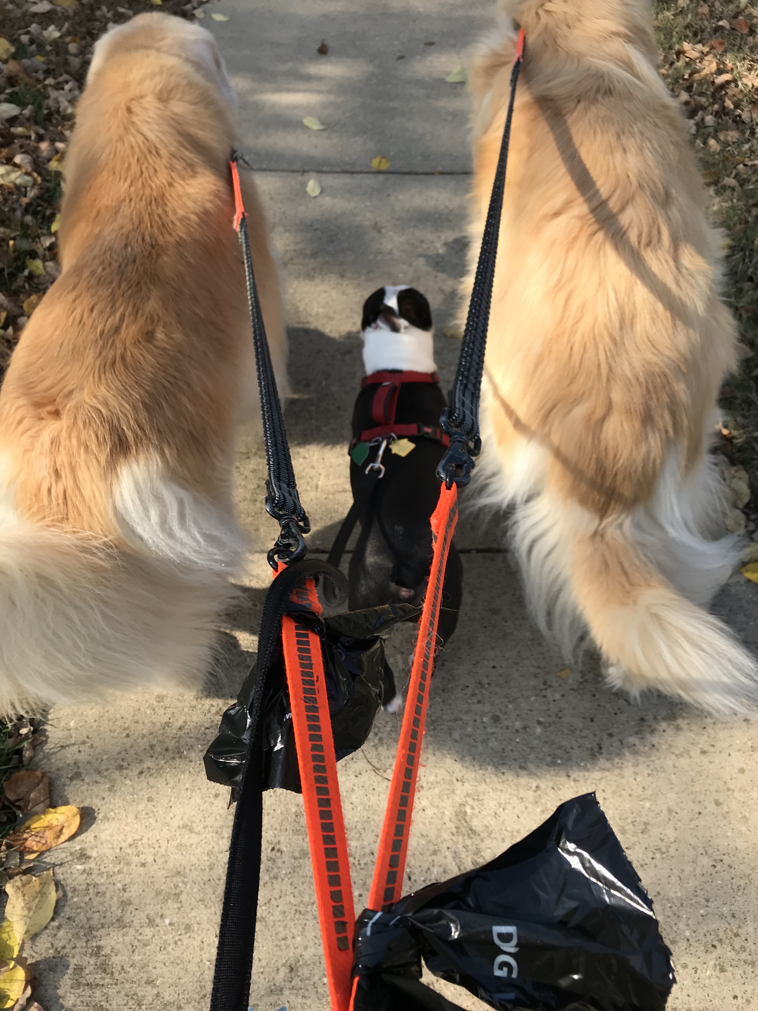 Sniff Striders's Photo