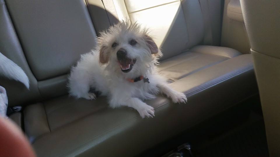 Texpaws Pet Care, LLC's Photo