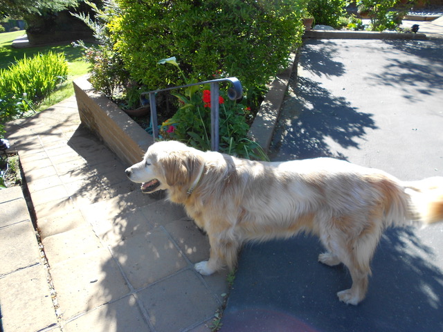 Pam's Pet Service's Photo