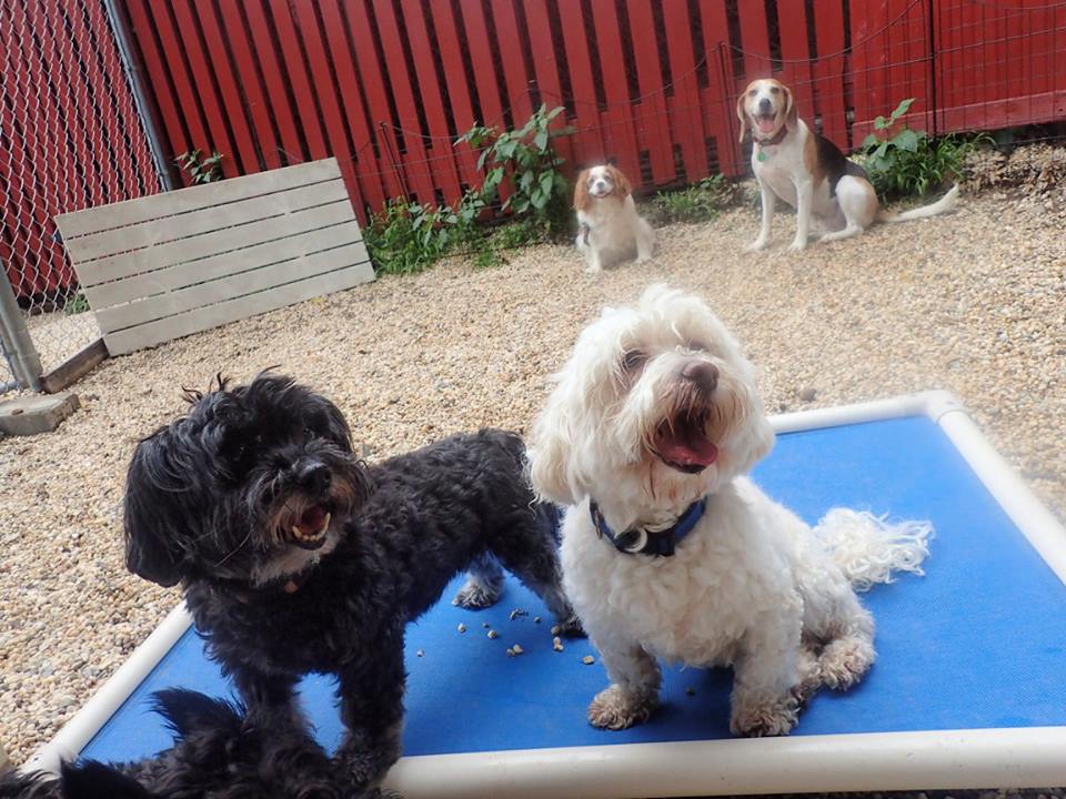 Passage East Kennels's Photo