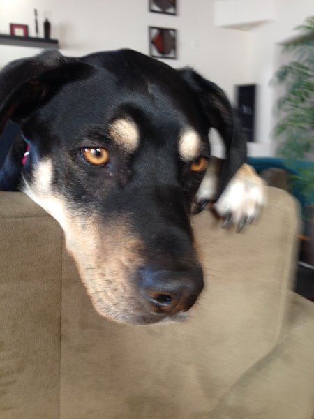 Milo's Pet Sitting's Photo
