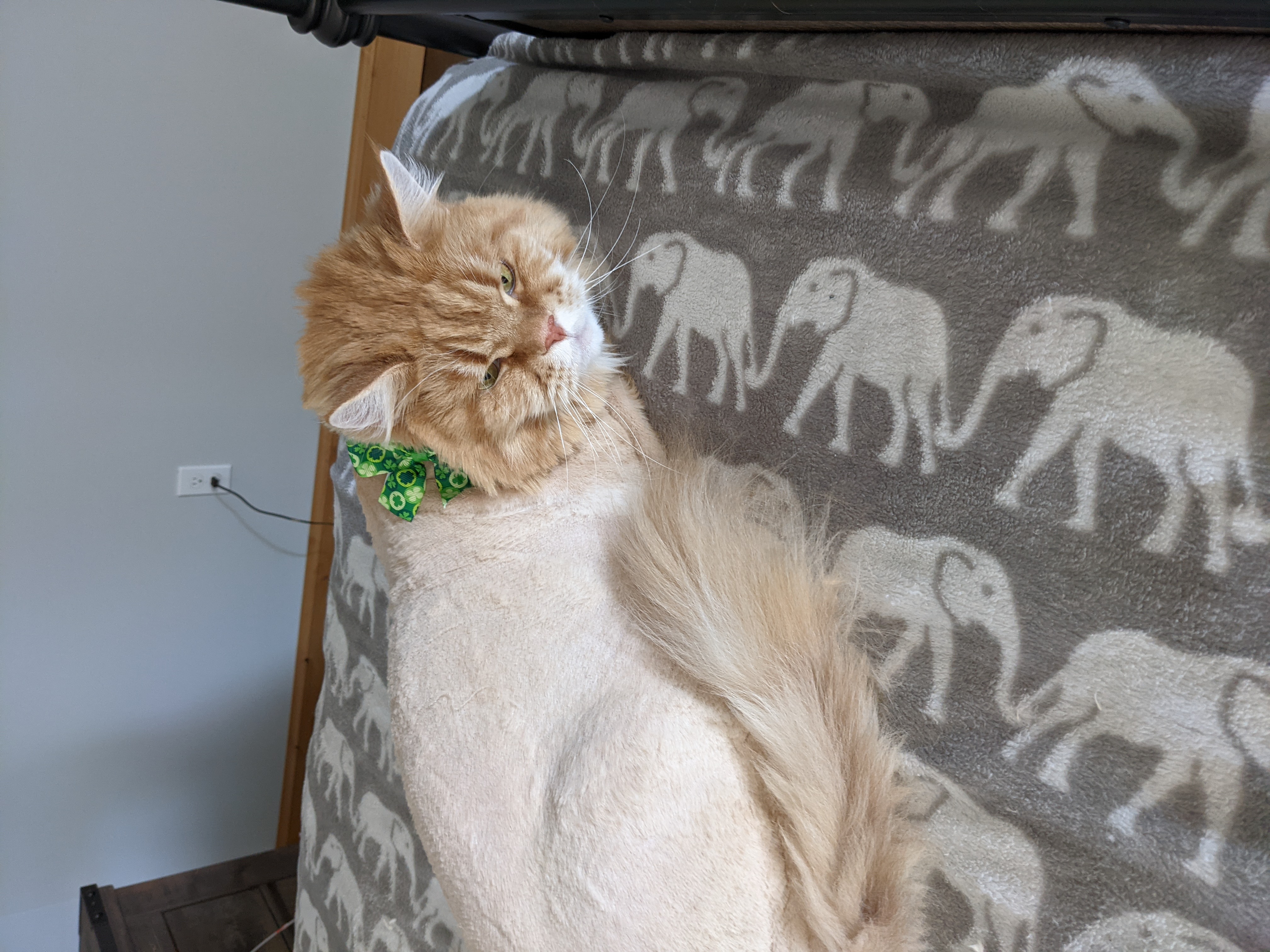 4 Paws Pet Services LLC's Photo