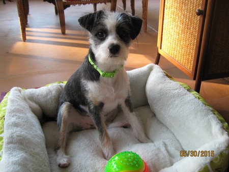 Bettina Dog Care LLC