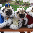 King's Royal Pet Grooming