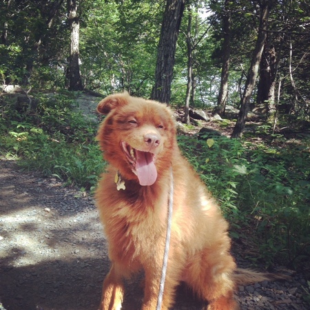 Sandy Paws Dog Walking & Pet Sitting