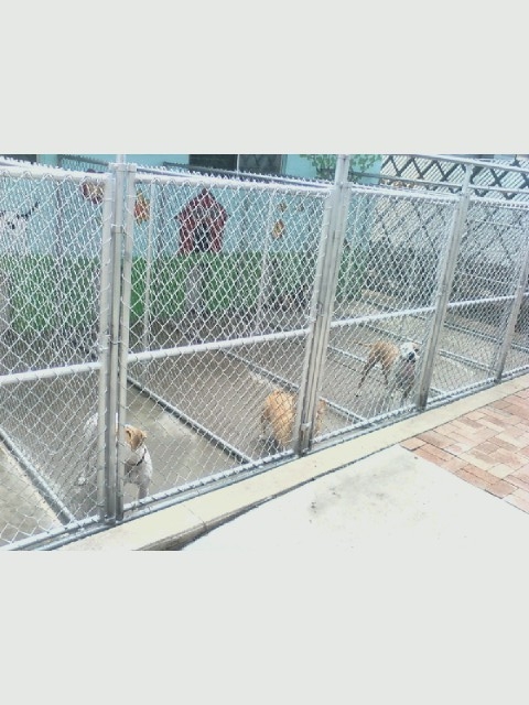 Doggy Be Good's Photo