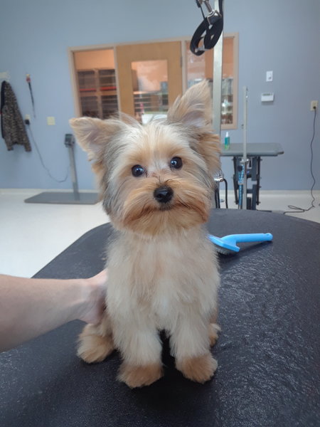 Rina's Pampered Pets LLC