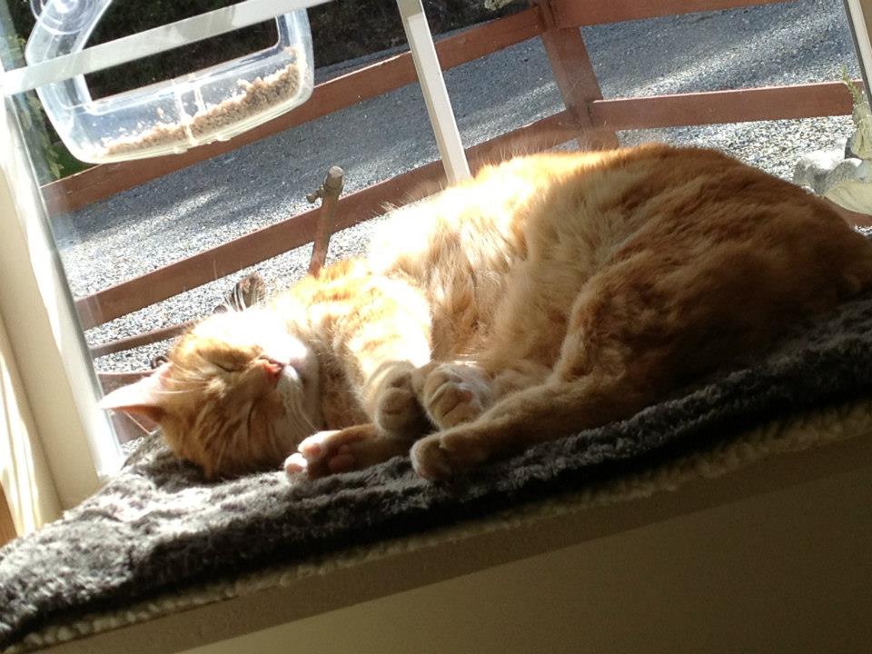 Cat Nap Inn's Photo