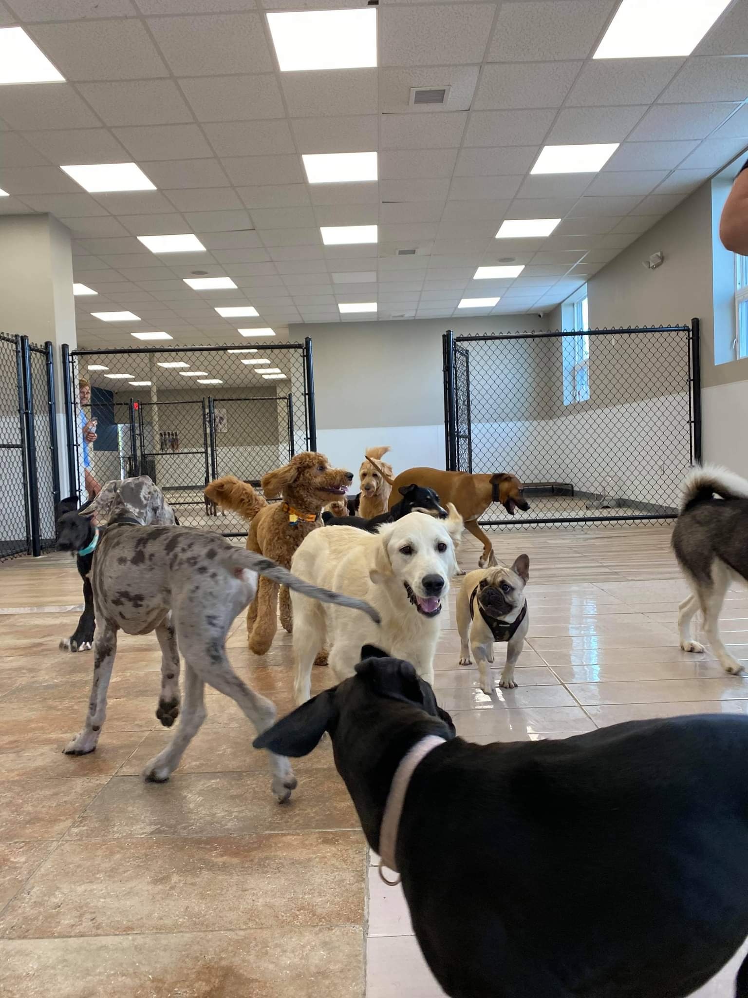 Everything Dog's Photo