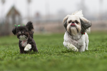 Park Place Pets