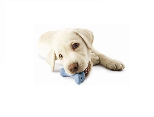 A Dog S Dream Logo