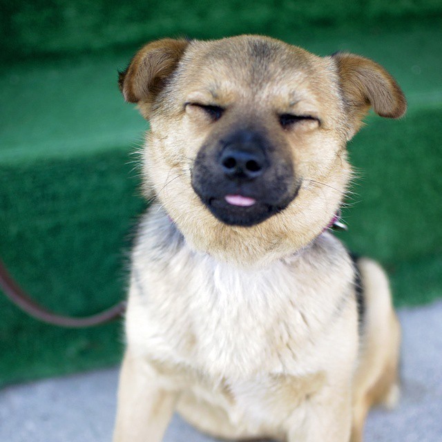 Wiser Dog Training, LLC's Photo