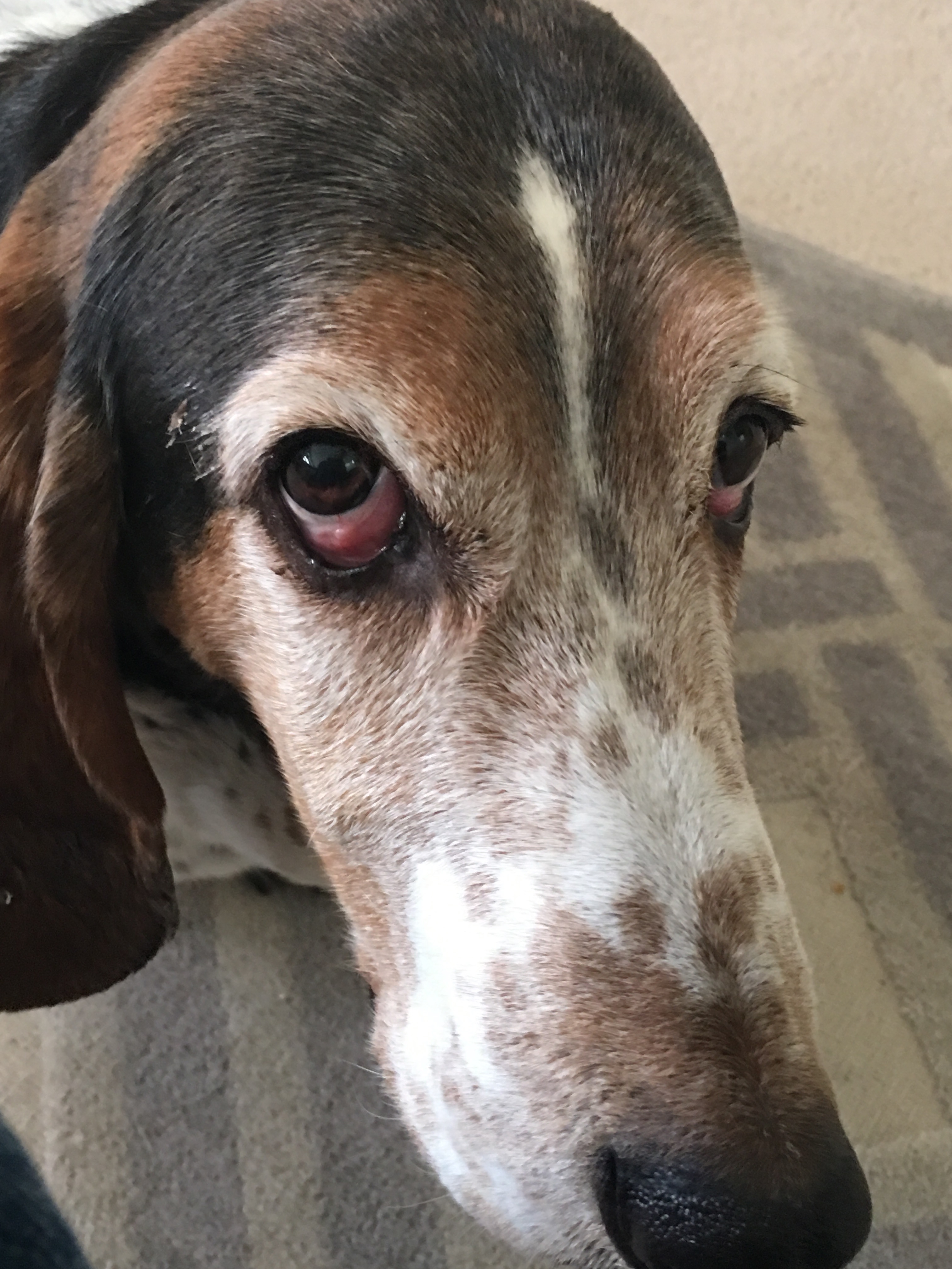 Pets Are Grand's Photo