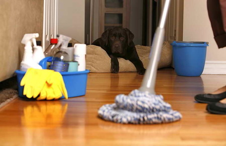 Livia's Cleaning's Photo