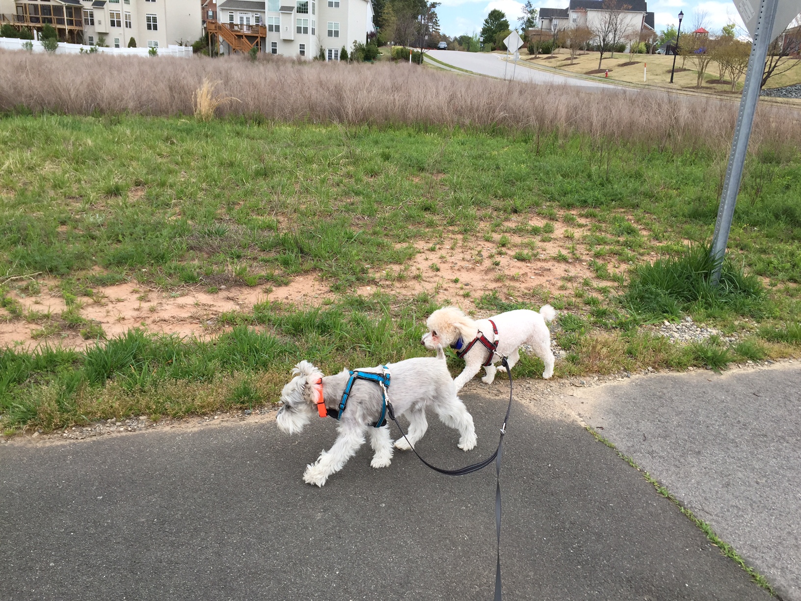 Lucky Dogs & Cool Cats Pet Sitting's Photo