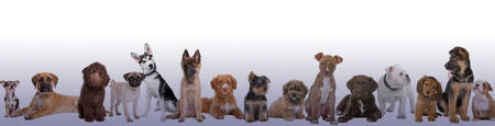 A Dog s Dream