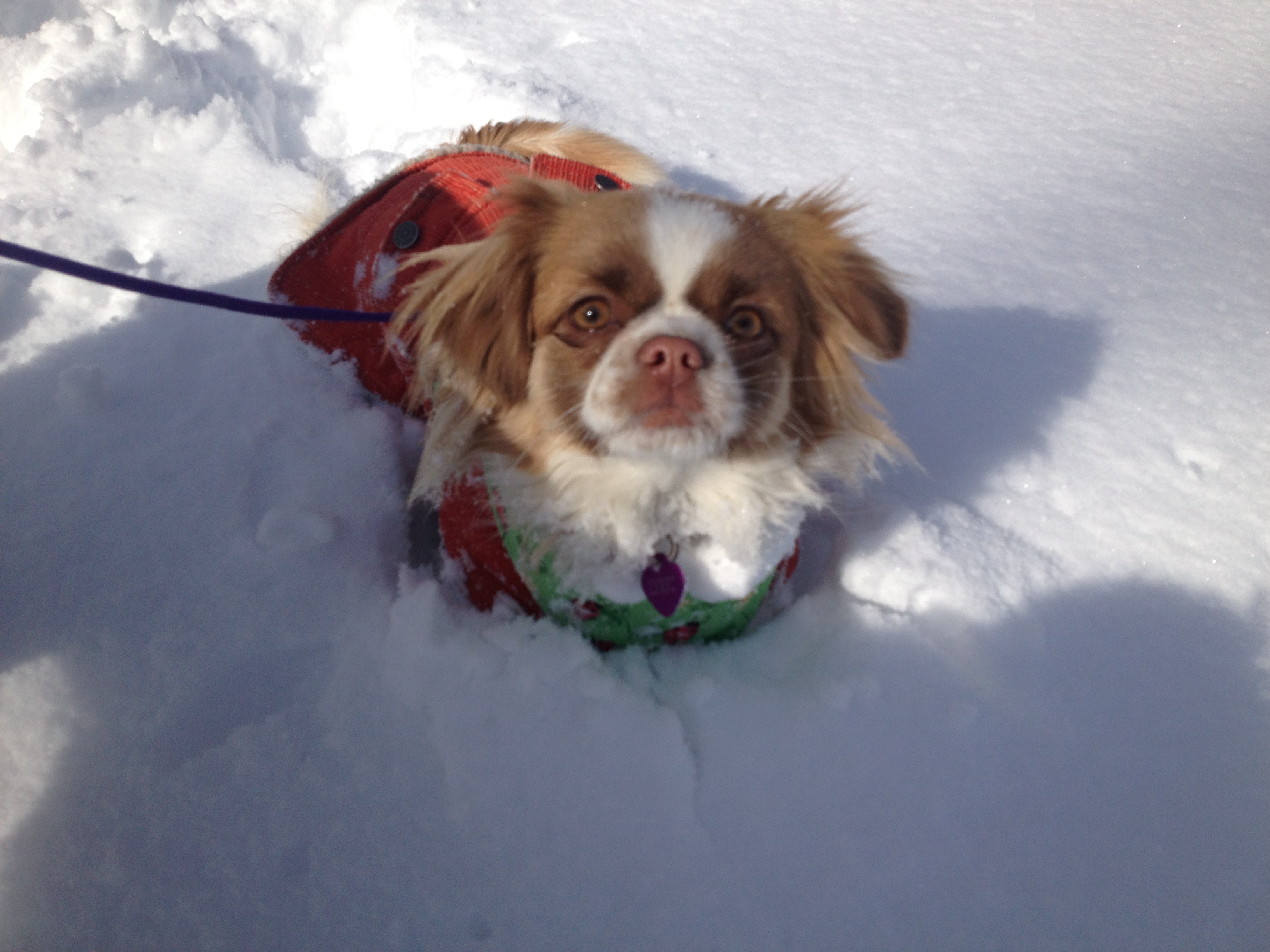 Helping Paws Pet Services's Photo