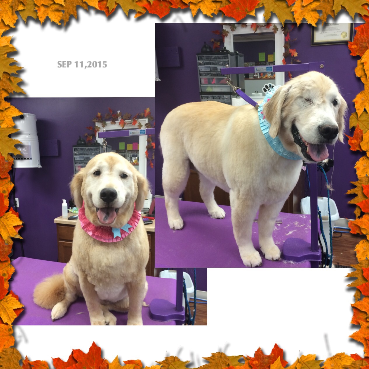 Dogs R Us Styling Boutique & Barkery's Photo