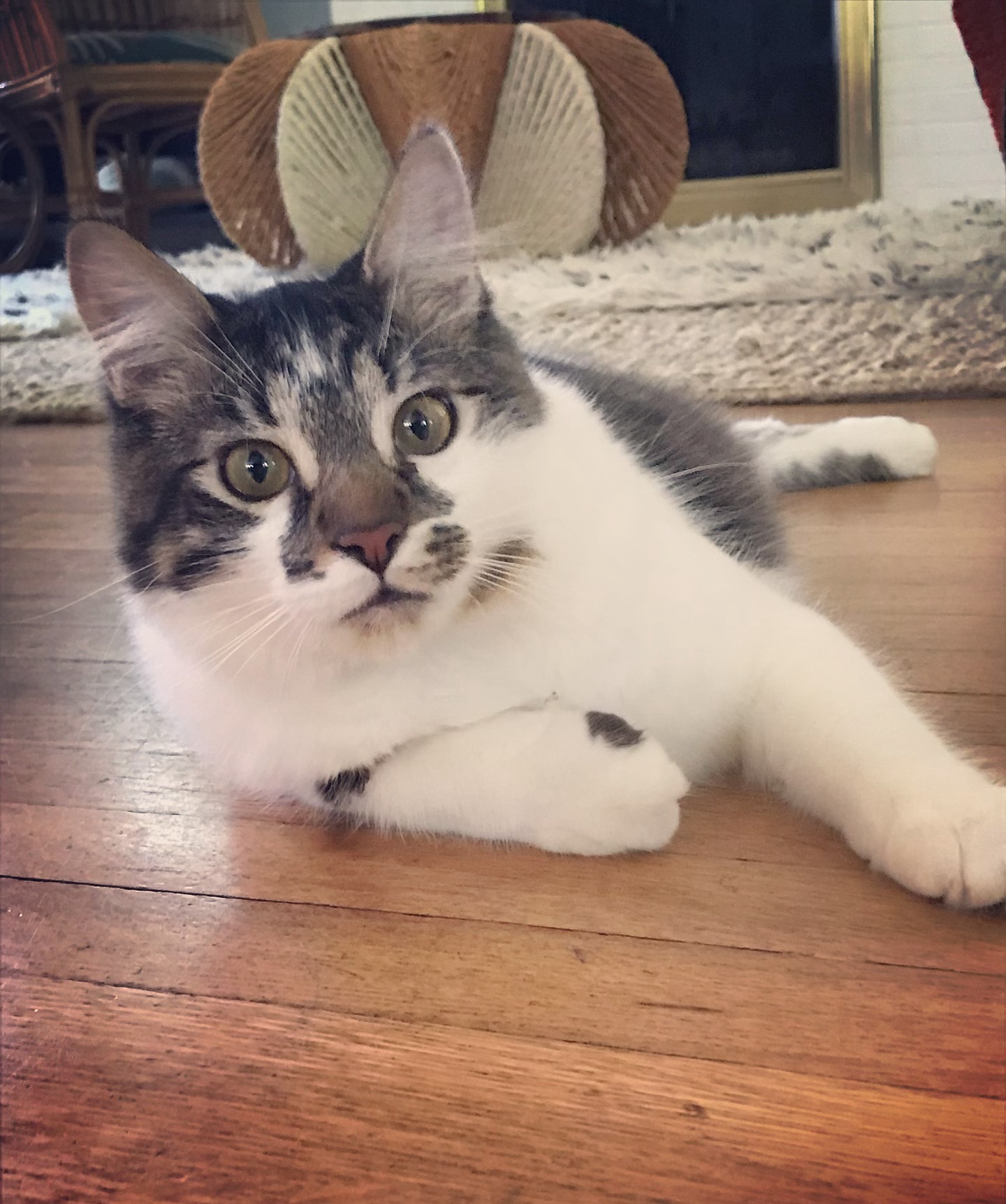Forever Friend Pet Services's Photo